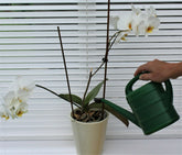 Small Green Watering Can With Rose